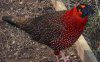 Satyr Tragopan.jpg