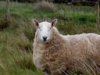 sheep3.jpg