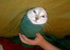 cat-in-a-sock.jpg