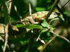 Aligator Lizard (Elgaria multicarinata) in bush.jpg