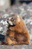 yellowbellied-marmot-picture_7231.jpg