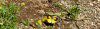 Male C. Dogfaces on the shore of the Bear River, Shutamul Preserve, 6-26-10, D.Ross.jpg