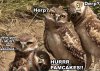 herp derp owls.jpg