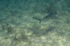 shark dolphin retreat 22 (143).jpg