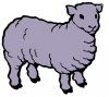 sheep.JPG