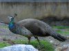 peahen1.jpg