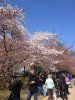 Cherry Blossoms DC Ap7_2013.jpg