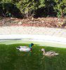 ducks.pool.jpg