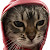 tigga