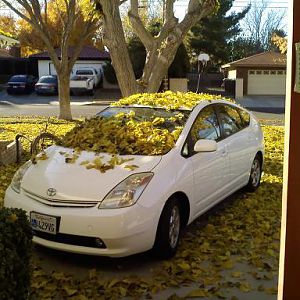 Leaves Car 11 27 20 (1)