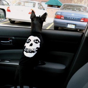Backseat Driver (The Dog)