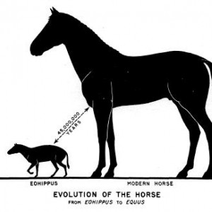 Eohippus-Equus-Vergleich.jpg
