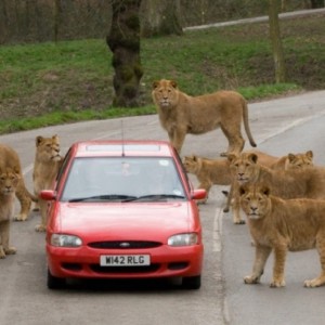 LionsAroundCar.jpg